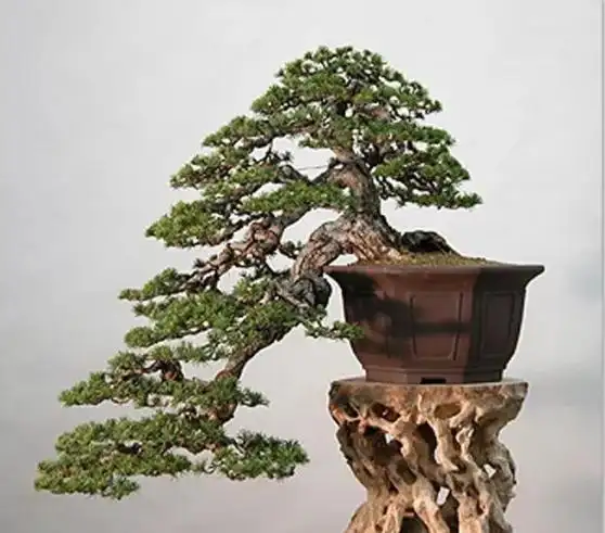 飘枝,让盆景自然如画