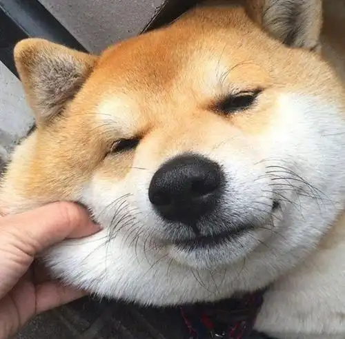 67柴犬什么时候爆脸该如何喂养