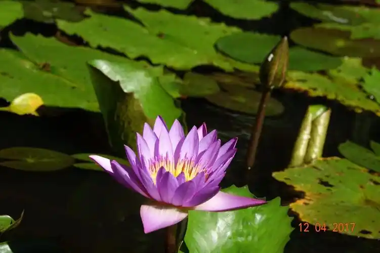 斯里兰卡的睡莲色彩艳丽夺目,气质优雅高贵.无怪乎被誉为国花.