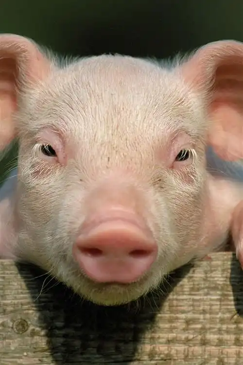 壁纸 可爱的小猪,看着你,脸,鼻子 5120x2880 uhd 5k 高清壁纸, 图片