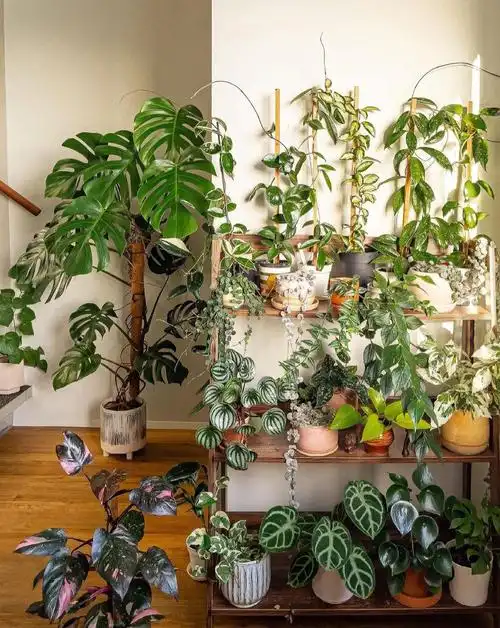 uploader96cosygreenery#绿植  #我爱绿植  #我爱植物  #绿植