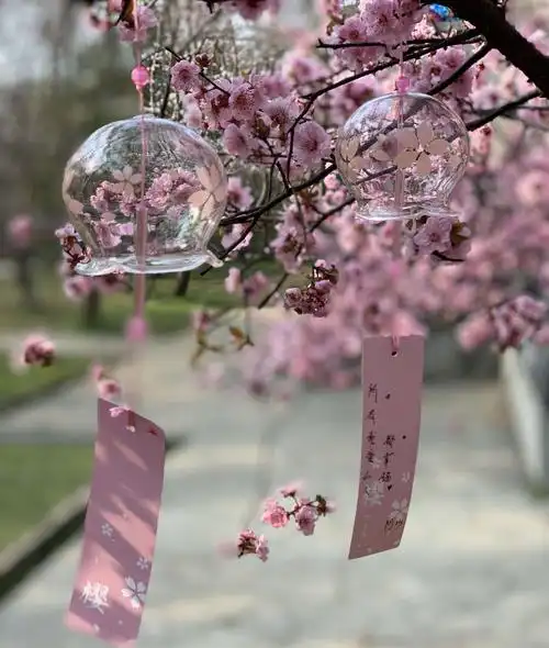 樱花三月,与你相约