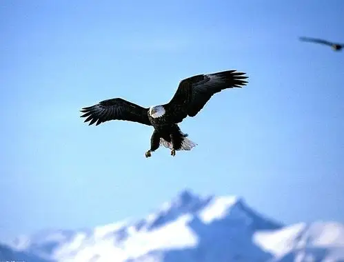 其它 十六令丶鹰(五首) 写美篇鹰 雪域高原任你腾 穿云雾 直上九霄层