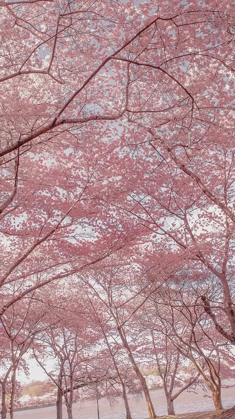 美丽的樱花树,装点着大自然风景,我见众生皆草木, 唯有见你是 - 抖音
