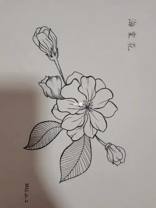 海棠花临摹一笔一世界