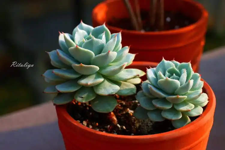 {.雪域.}形状不错,可是颜色不到位啊!多肉植物\肉肉