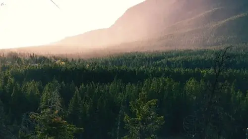 茂盛的森林摄影高清宽屏桌面壁纸