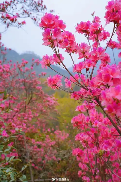 当我走到金寨铁冲乡,看到漫山遍野铺满大地的映山红,沉浸其中,唯美又