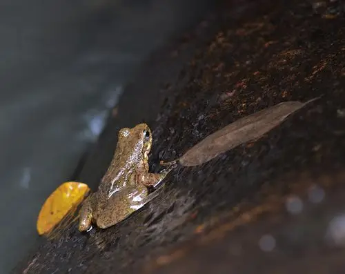 尼康200 4手动微距 拍原生态 石蛙