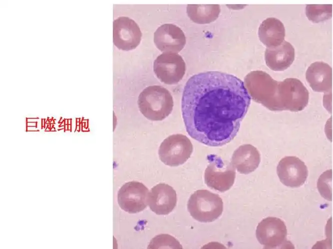 巨噬细胞ppt课件