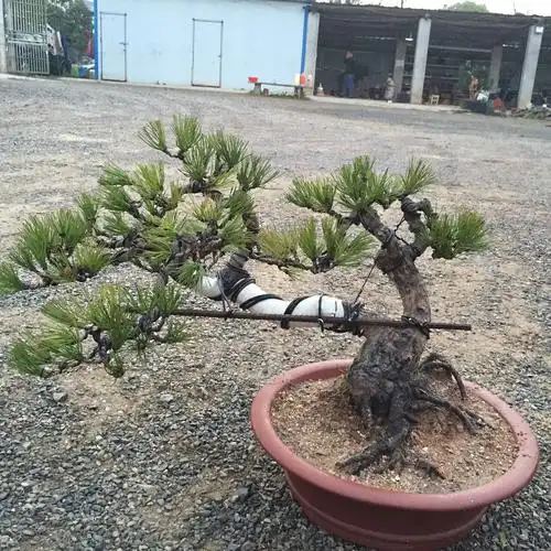 双干临水黑松盆景