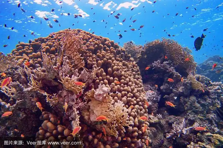 美丽的热带珊瑚礁和珊瑚礁鱼群