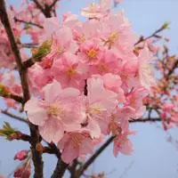 美丽的樱花是最好看的,微信头像樱花图片大全