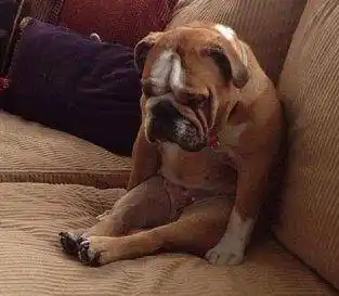 垂头丧气的,看来已经知道自己错了