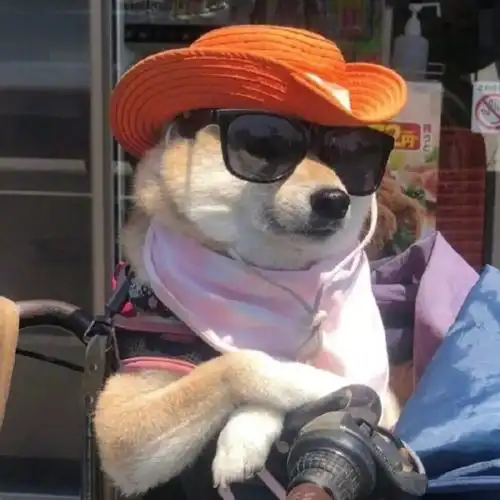 可爱又迷人(沙雕)的狗狗头像 - 知乎