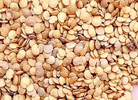 茄子种子催芽方法 常见的催芽育苗技术