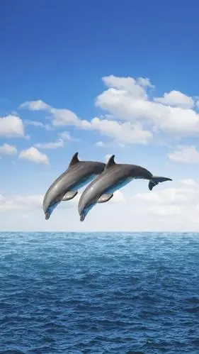 海豚 手机壁纸