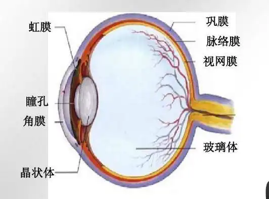 他们为何将眼球纹成黑色瞳孔还有天生红色