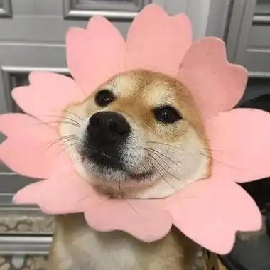 憨憨头像堆糖美图壁纸兴趣社区