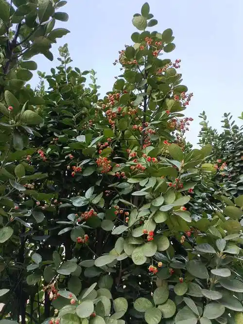 路边随手拍美丽的冬青花