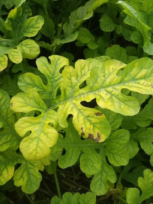 西瓜后期黄叶打啥药请老师看看