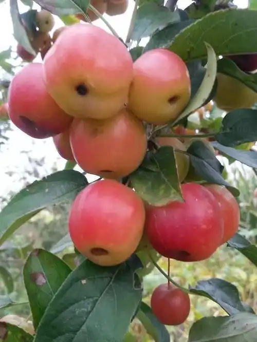 冬红果,又叫长寿果,红扑扑的脸颊,硕果累累.