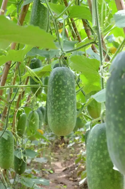 节瓜(节瓜怎么做好吃)