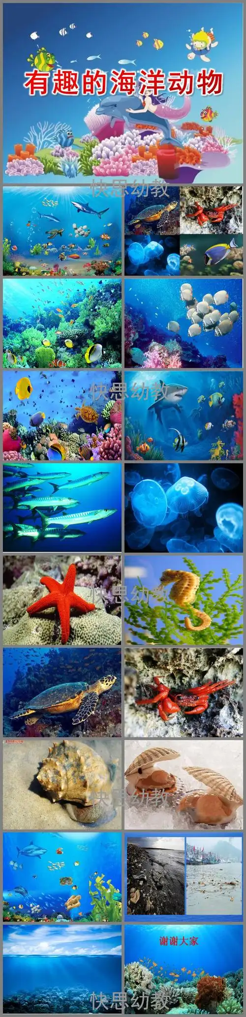 大班科学有趣的海洋动物ppt课件教案