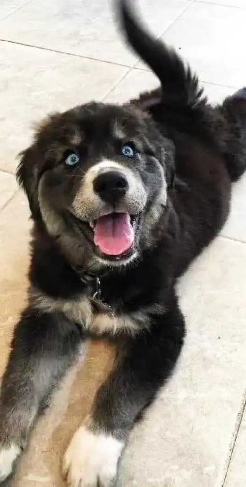 再增治愈后者黑裙郑爽一身