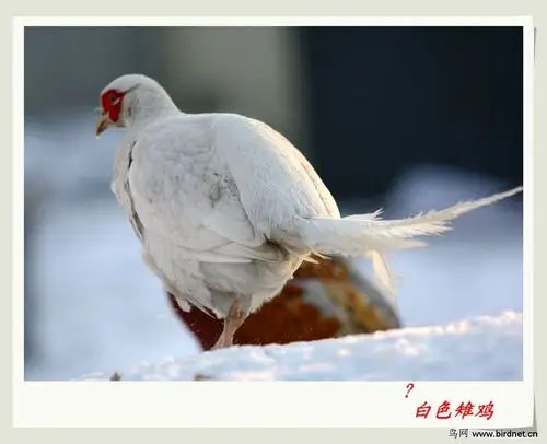 白雉鸡