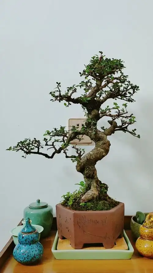 岭南小叶榔榆老桩,曲干临水.