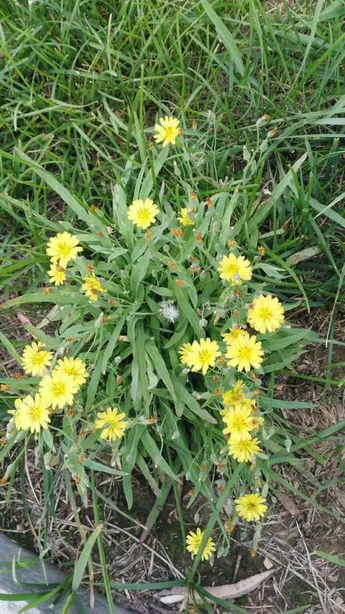 请问这是菊科舌状花亚科哪一种?是小苦荬吗?谢谢