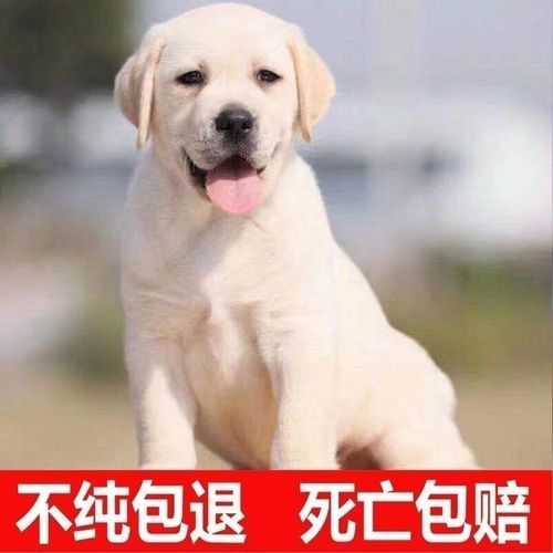 纯种拉布拉多犬三个月纯黑色拉布拉多高智商导盲犬大型双血统活物