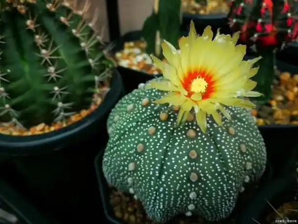 探秘植物界的宝石——十大最贵仙人球