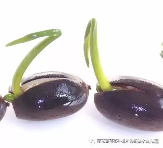 荷花种子(莲子)种植方法 - 知乎