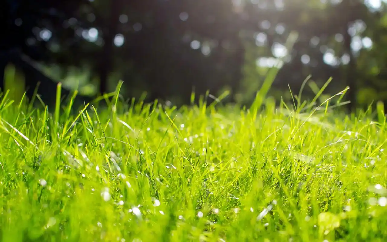 超清护眼绿色植物图片桌面壁纸