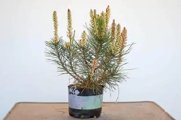 两岁红松盆景的花粉囊