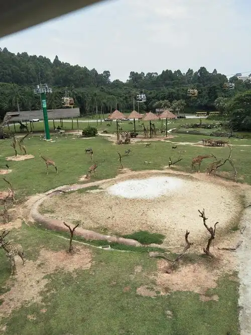 从缆车上鸟瞰野生动物园