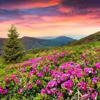 微信照片头像花草风景图片大全点击鼠标右键下载