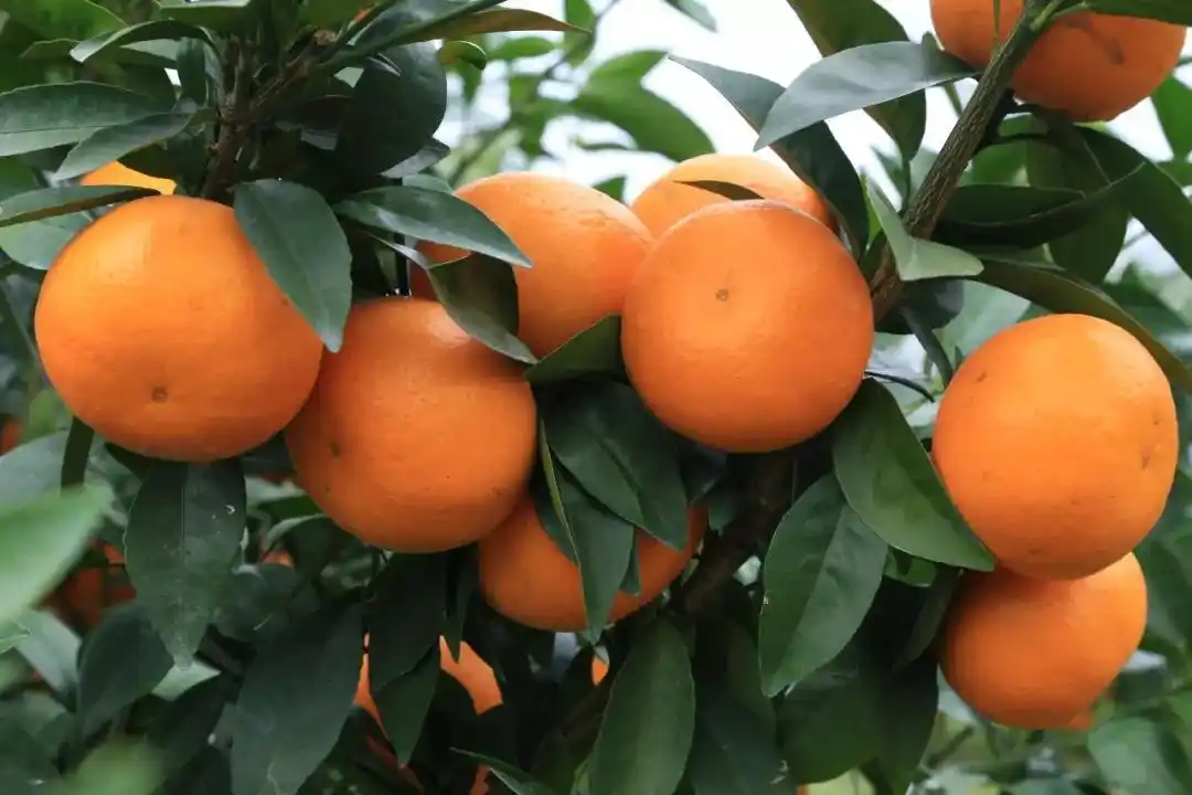 由于人们对沃柑的认知不多,最开始时名气并不大,在四川重庆等地均有