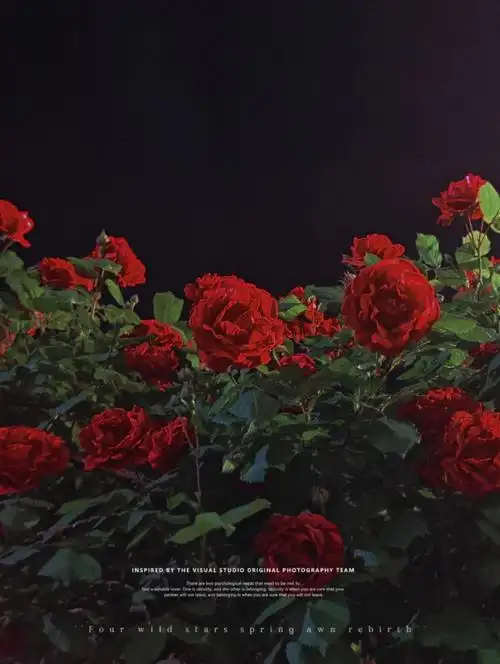黑夜中的红色月季真的太美了