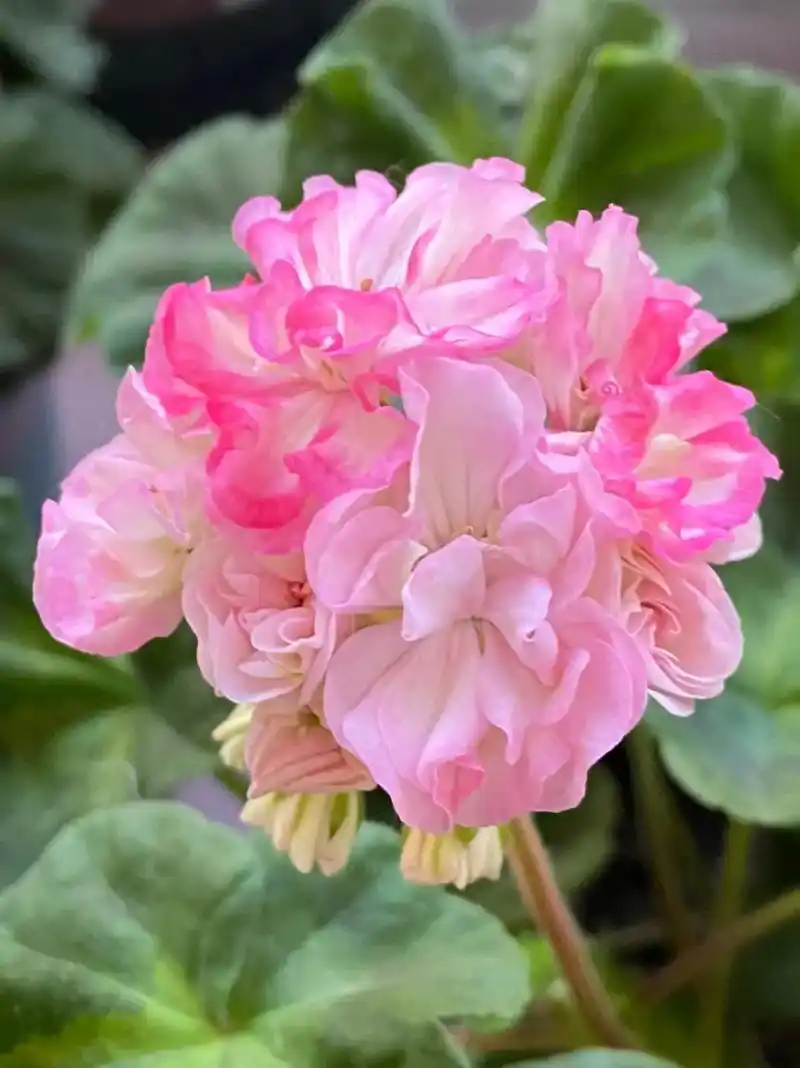 前一段时间把家里养的天竺葵开花图片一一晒了出来,由于最多只 - 抖