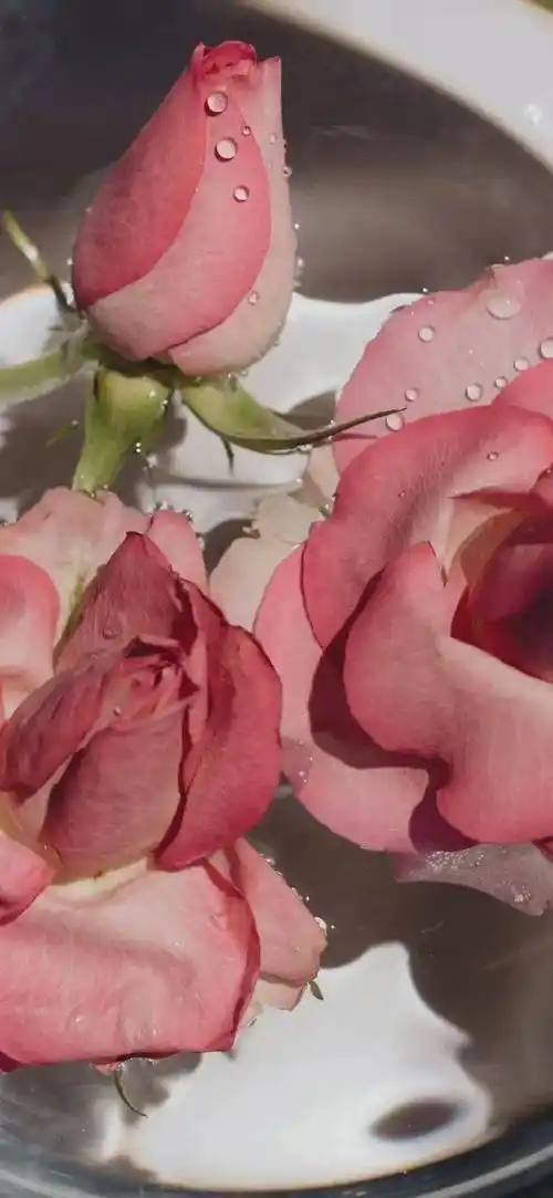 中意很久的全屏壁纸