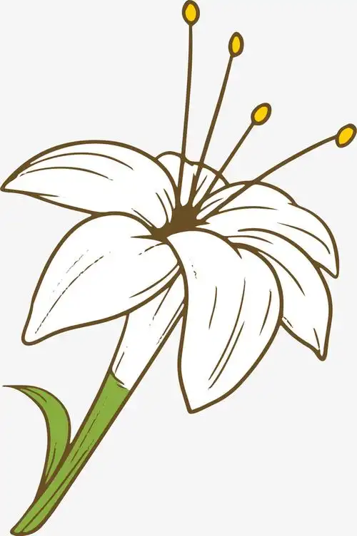 花朵矢量卡通百合花