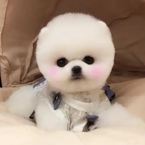 0成交0个相似比熊幼犬博美小狗活物茶杯犬小型泰迪真狗可爱长不大宠物