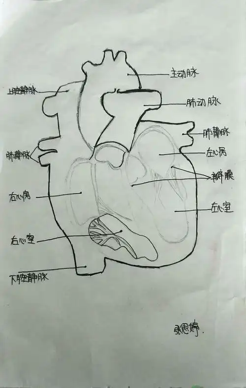 1717班生物作业心脏图