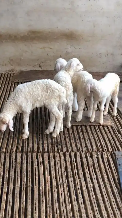 刚出生不久的小羊崽,干干净净的太惹人爱了