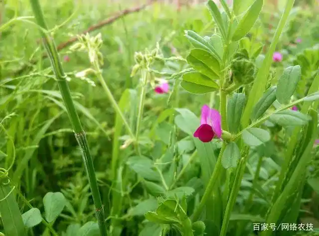 简说麦田杂草(阔叶草),高清图谱一览助识别