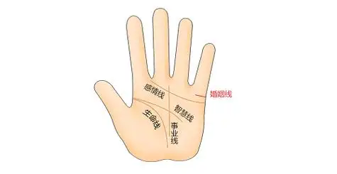 什么叫二婚线,二婚线的位置及手相图解2023-善吉网