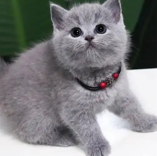 本地猫舍出售纯种健康蓝猫大蓝胖子